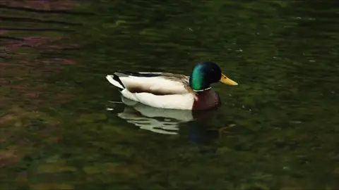 Duck edit#fyp #viralv #Random #goviral #fyppppppppppppppppppppppp #edit #edits #duck 
