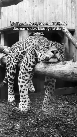 🖤.   #jaguar #leopard #cheetah #leopardprint #foryoupage #preteba #fyp #leopard 