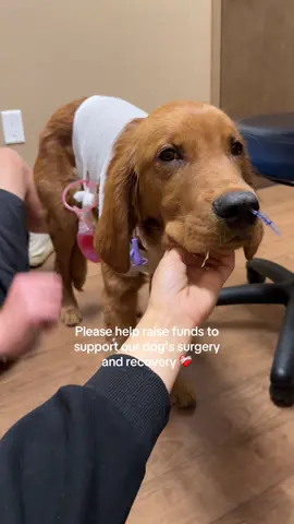 GoFundme link in bio.❤️‍🩹 Our hearts are broken. Our 6 month old puppy Camp is in the hospital after emergency surgery due to a blockage in his intestines and fighting to recover. His bill is already $15,000+ and we’re hoping to bring him home soon. If you’re able to give or share, it truly means the world to us. Every little bit counts. #dogmom #dogsurgery #vetbills #fundraiser #godfundme #goldenretriever #goldenretrieverpuppy 