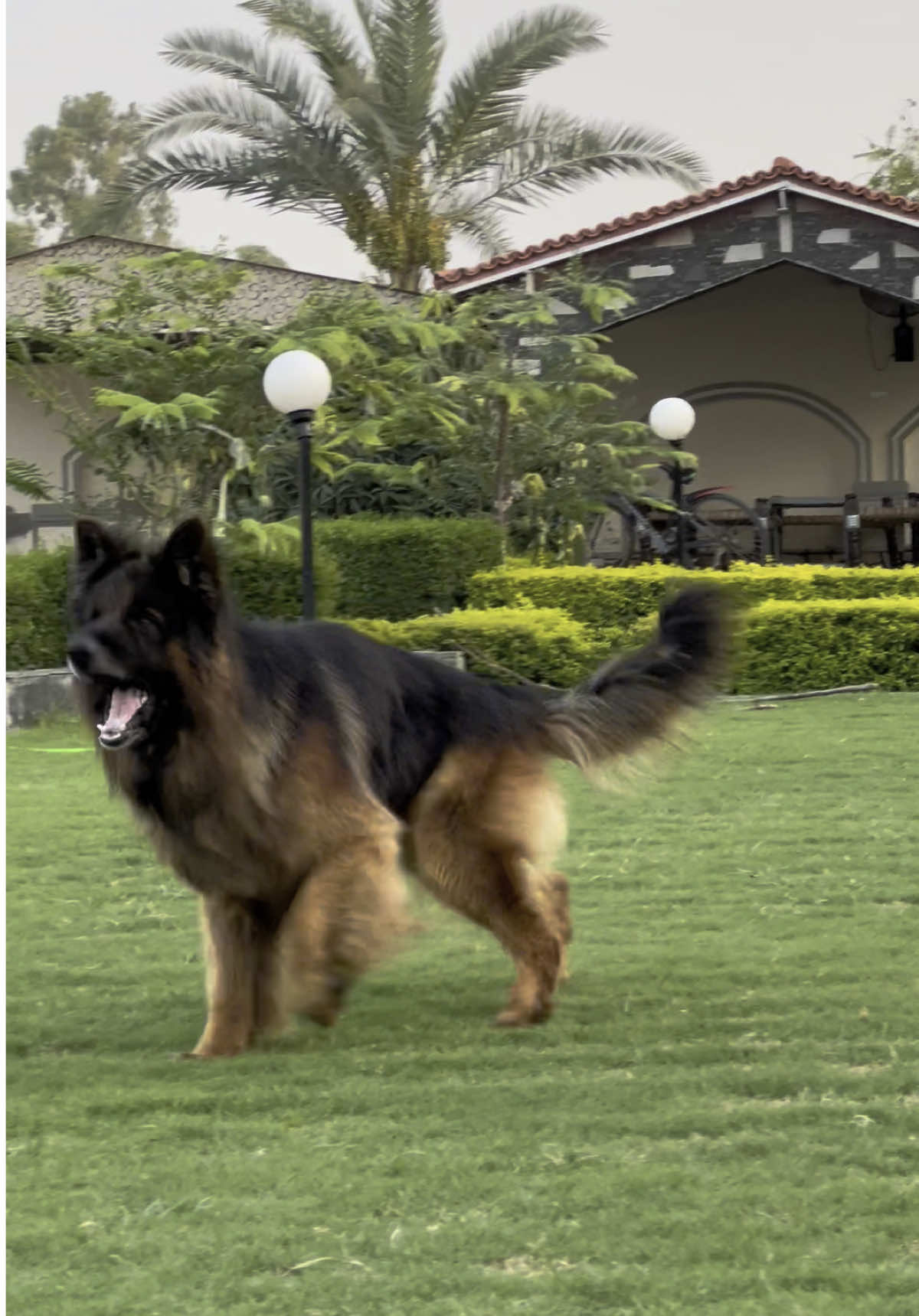 Ghost my love ❤️ #germanshepherd #gsdlove #gsd #murphy👑 #puppy #viral #foryoupage❤️❤️ #germanshepherdsoftiktok 