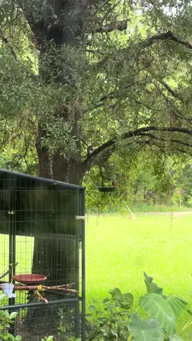 Rainy day doesn’t stop anything out here, they love when the bird seed ferments #birdfeeder #squirrel #cardinal #northerncardinal #birdwatching #squirrels #outside #nature #aviary #fyp 
