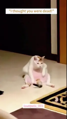 “Wake up,Bro!”#cats #cutecats #foryou #funnytiktok #funnyvideos #usa #funnyanimals #fypシ #cute #funnycat #catlover #funnypets #viral #funny 