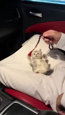 #👑👑👑 #الخليج_الكويت_السعودية_قطر_البحرين #😂😂الشعب_الصيني_ماله_حل😂😂dev #الخير_لا_يأتي_إلا_بلخير #سالم #الاسطوره👑👊 