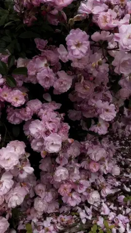🥀 #roses #flowers #aesthetic #peaceful #flower #typeofflowers #creatorsearchinsights 