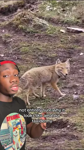 I love him regardless #fox#nature#animals