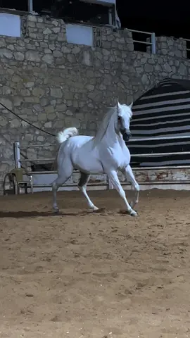 #خيل_وخياله🐎 #horsesoftiktok #following #horsesoftiktok #اللهم_صلي_على_نبينا_محمد #خيل_عربي_اصيل #fypシ゚viral #horse #horselover 