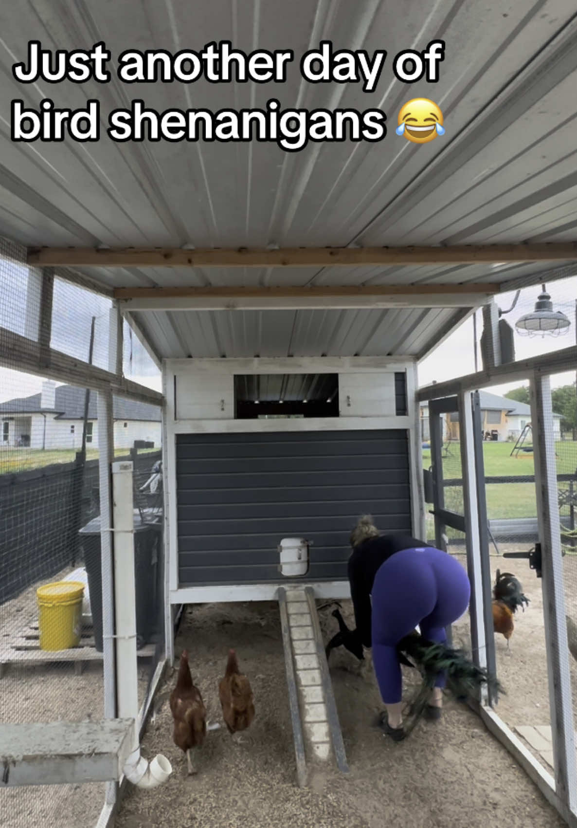 Yes I’m only in socks! 🤣🤣 #chickenmom #backyardchickens #peacock #pablo #fyp 