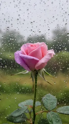 장미 #livewallpaper #장미 #라이브배경화면 #rose 
