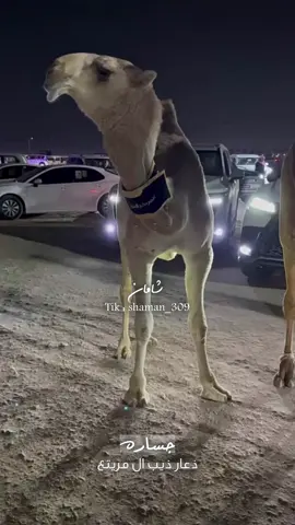#جساره الحلا والزين🤩🤍🤍 #ذعار_ذيب