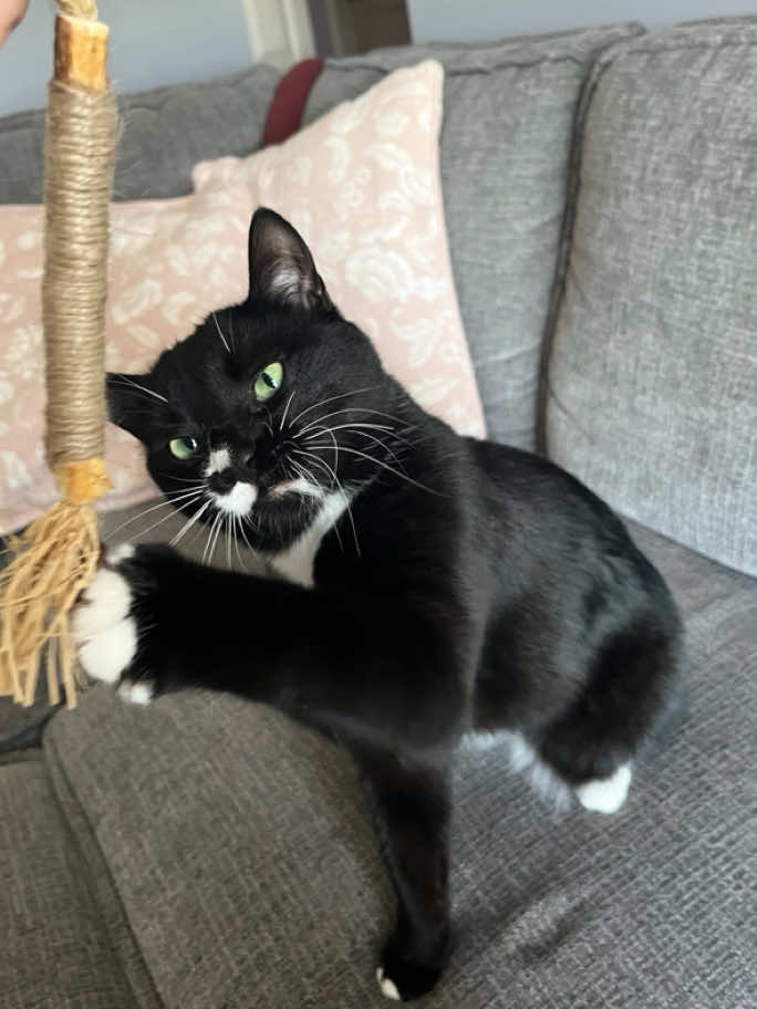 Penny is IN LOVE with the Ryercat Silvervine Dental Sticks! As soon as we opened the pack, she could smell the silvervine from across the apartment and came running. Another successful introduction to dental sticks 🫶  Order them for your feline companions today through our website!  #tavinpharma #felinefriends #catteeth #silvervine #cattok #catoralhealth #catdentalcare #catdentalhealth #happycat #playfulcat #rescuekitten #catobsessed  