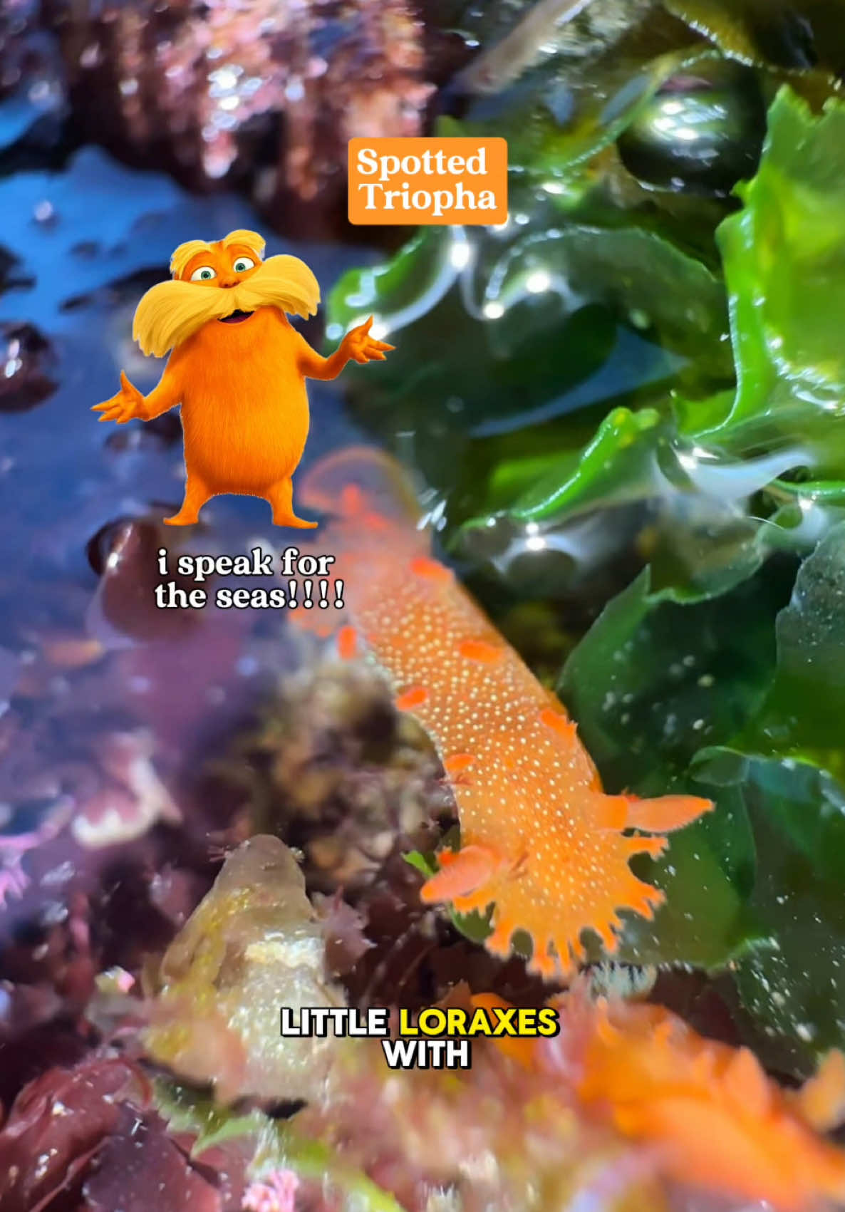 SUMMER TIDEPOOLING >>> 🪸🐌🦀🌈 #nudibranch #seaslug #tidepooling #marinelife #seacreatures #socal #sandiegotidepools #california #wildlife 