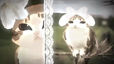 #CapCut this is me if you even care #real #meowl #Meowl #owlcat #amazingcatbirdhybrid #awesomecatbirdhybird #me #meifyouevencare #mecore 