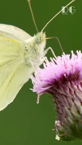 You've never seen a butterfly like this! 🤯 Dive into the micro-world and witness the astonishing detail of how it sips nectar. Every tiny movement is pure magic! ✨ So mesmerizing. #butterfly #macro #nectar #closeup #naturetok #wildlife #tinywonders #unseendetails #amazinganimals #mesmerizing #AnimalFacts