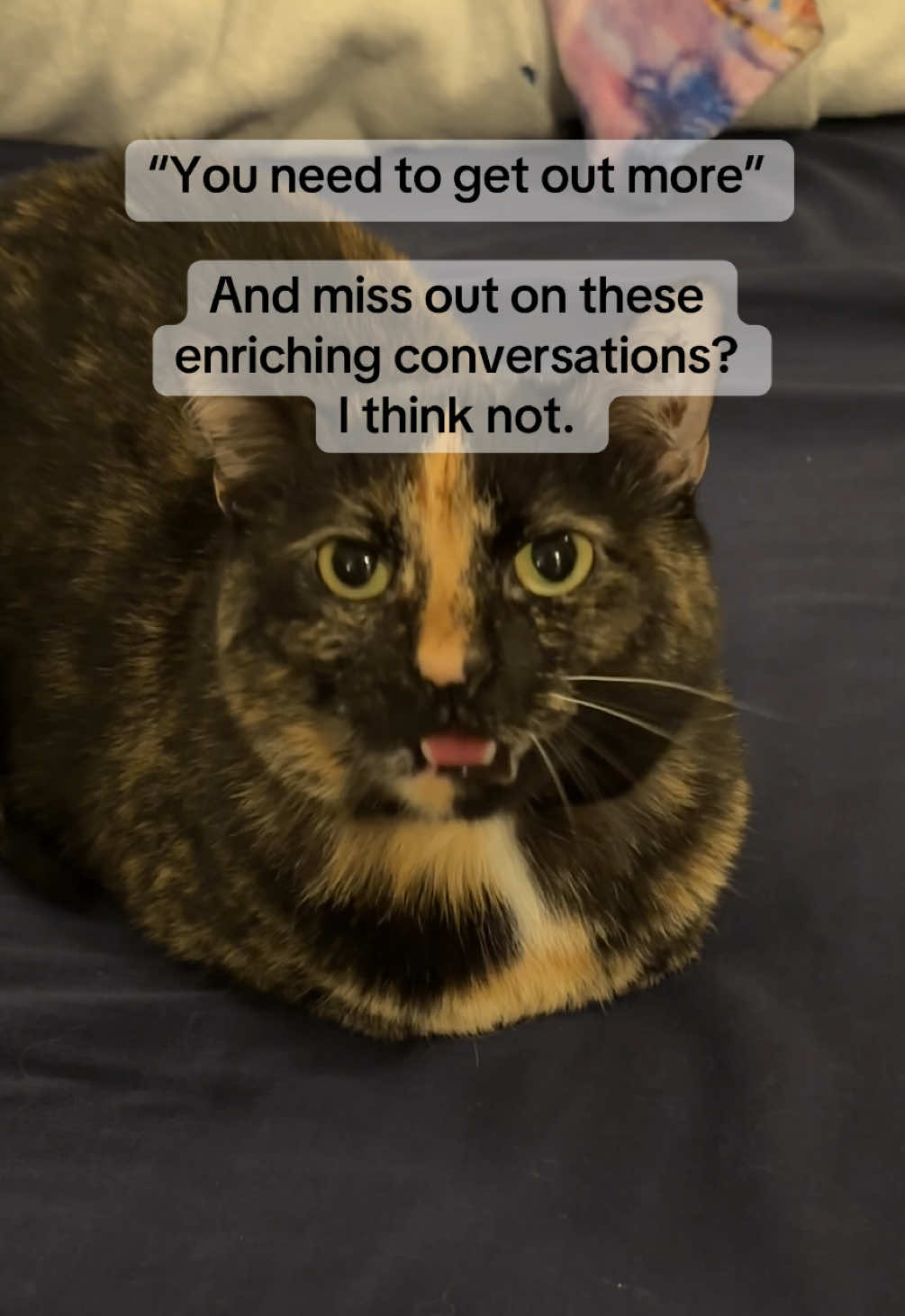 I love my chatty tortie 🥰 #cattok #tortie #cutecat #catmeow #fypシ #catsoftiktok #catlover 
