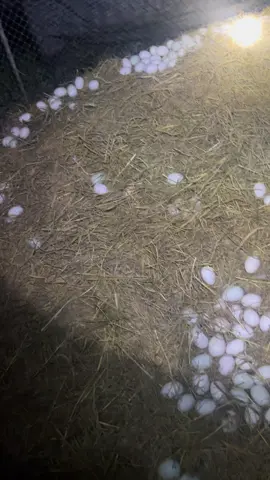 2h30 công việc mỏi ngày của tui đây…người ta thì sinh ra ở vạch đích còn mình ở vạch xuất phát nên phải cố gắng thôi✌️✌️✌️#xuhuongtiktokk 