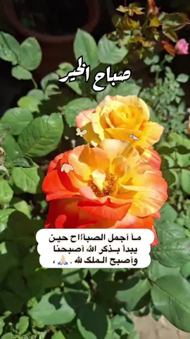 #القران_الكريم_راحه_نفسية #صباحكم_معطر_بذكر_الله #صباحكم_أحلى_صباح_يااجمل_متابعين #قهوة_الصباح ☕️