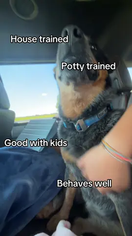 Wonder who she gets it from cs it ain’t me.#dog #cattledog #blueheeler #fyp 