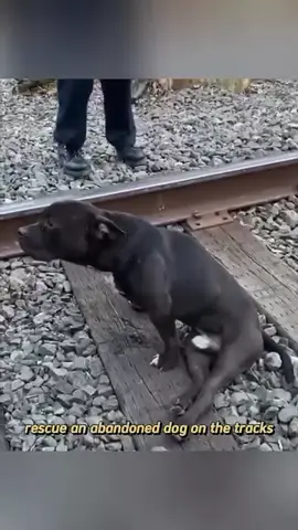 Today, we rescued a brave soul from an unimaginable fate—a dog stranded on railway tracks, scared and helpless. We can’t begin to imagine how he ended up there, but what matters now is that he is safe in our care, away from harm. This sweet pup has been through so much, and while his body shows signs of struggle, his spirit is still full of hope. Now, he needs medical care, love, and a fresh start. We’re reaching out for your support to help him recover and give him the life he deserves. Every share, donation, or kind word makes a difference. Together, let’s turn his story into one of resilience and love. Donate via the link in our bio and be a part of his journey to healing. #AnimalRescue #SaveALife #HopeForStrays #RescueDog #SecondChances #DogLoversUnite #SupportAnimalRescue #CompassionInAction #AdoptDontShop