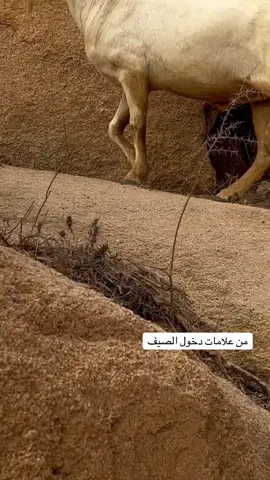 #ترند_تيك_توك #اكسبلور #الشعب_الصيني_ماله_حل😂😂 