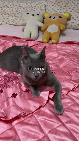 Meu lado rosa 🌷 . . . #coquette #hyperfeminine #pinkaesthetic #Lifestyle #girlygirl #rosa #pinkgirl #allpink #girlthings #aesthetic #fyy #dollette 