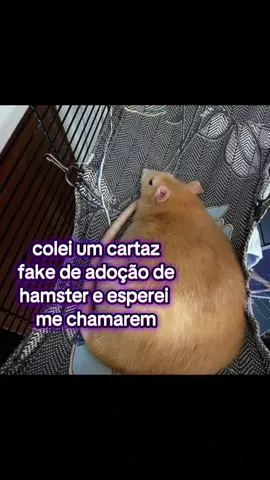 #trote #humor #humortiktok #TROLLAGEM #humorbr #memesbr #meme #troteengracado 