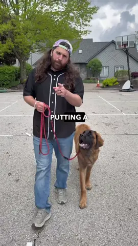 What are your thoughts on the infamous prong collar? Let’s clear something up: a prong collar is not a quick fix. In fact, most strong, working breeds will pull right through the pressure of a prong collar without hesitation. The tool itself doesn’t magically teach your dog anything — training does that. So why do we use it? A prong collar helps distribute pressure evenly around the dog’s neck, rather than concentrating it on the trachea like a flat collar does. If you’ve ever heard a dog gasping for air while pulling on a flat collar, you know exactly how dangerous — and uncomfortable — that can be. For both the dog and the handler. By spreading out the pressure, the prong collar gives the handler more control with less effort. That means you can more effectively guide your dog with far less physical strain, using communication instead of force. Let’s have an open dialogue in the comment ⬇️ have you used a prong collar? Do you enjoy it? Do you hate it? Give me all of the details.