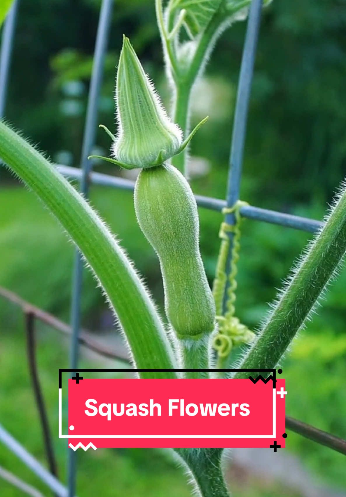 What do you know about squash flowers? 🌼✨ #garden #farmlife #themoreyouknow 