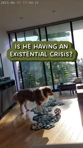He’s in his @I am Bunny era 😂 @FluentPet #talkingdog #bordercollie 