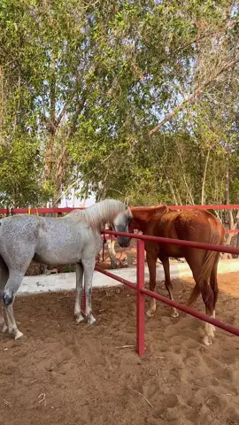 #خيل_وخياله🐎 #الشعب_الصيني_ماله_حل😂😂 