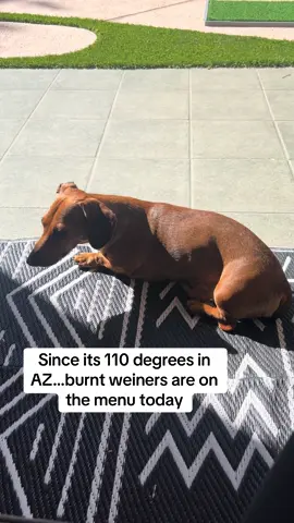 How does he do it?? He loves the heat. #dachshund #dachshundsoftiktok #dachshundpuppy #sausagedog #arizona #Summer #hot 