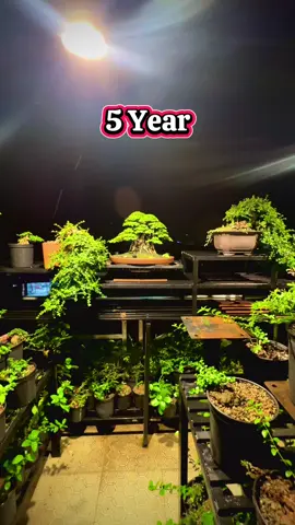 #nghệthuật #Bonsai #tâyninh Cộng rơm biến hình sau 5 Year 👏Tình yêu dành cho Bonsai ❤️🥰