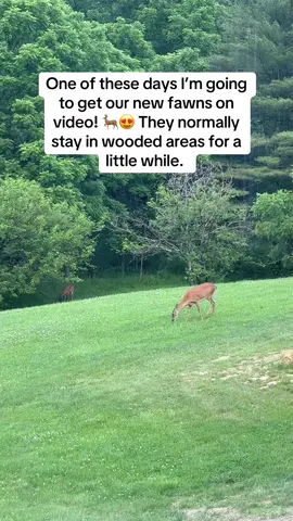 I’ve seen one of them twice 😍 #deer #frontyard #countrylife #countryliving #babydeer #missyelliott #listentomenow 