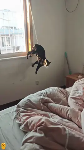 Cat’s bad luck moment 😹😹😹#cat #tiktok #animals #funny 