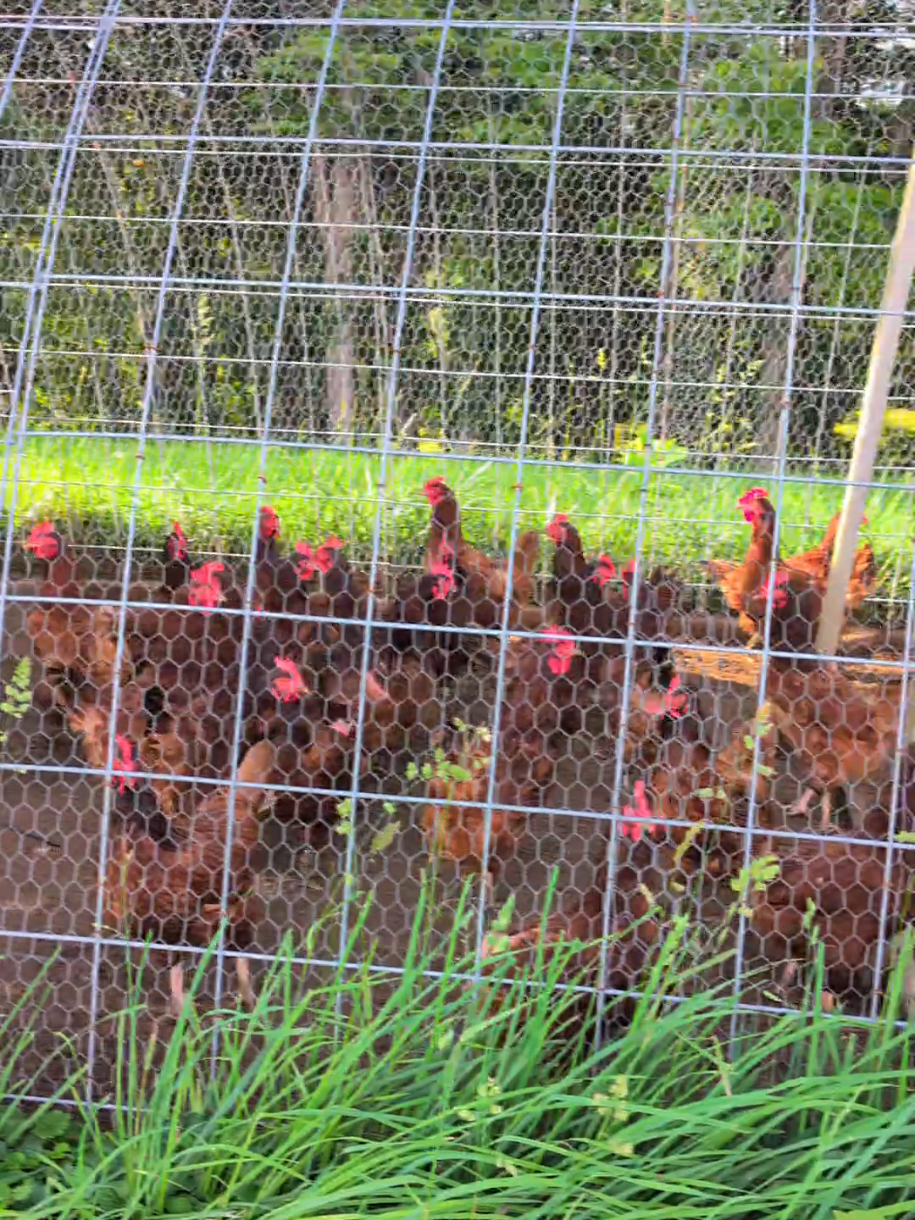 Another day Another egg collection 🥚  #farm #egggathering #eggs #chickens #fyp #foryoupage #momtok 