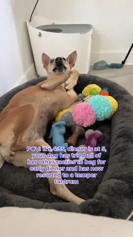 dingo dramatics 🙄 #ilovemydog #dogsoftiktok #funnydog #dingo #dogmom 