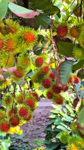 Gần chín hết rồi 📣📣, khu du lịch sinh thái chôm chôm ở thuận hưng - thốt nốt - cần thơ nơi đem lại những cảnh đẹp thiên nhiên gửi đến quý bà con🌺🌺🌺#xhuongtiktok❤️ #ilovetiktok❤️ #vtnnngocnong #nongdanhiendai #lovely #baovethucvat #viral #lontrai #damchoi #rare #kichthichtangtruong #damchoi 