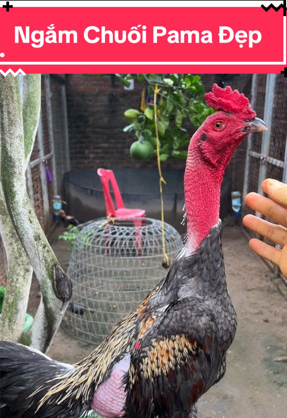 Chuối Pama Thái Nguyên 😂 #gachoituancan 