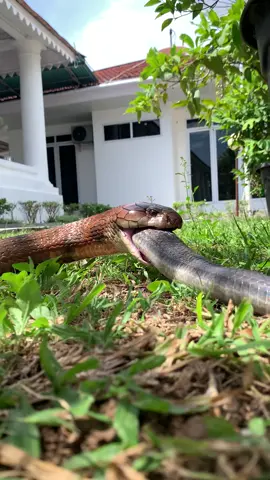 Ophiophagus bungarus from west sumatera #ophiphagushannah #snake #ular #ularbesar #kingkobra #kobra #cobra #reptile #hewan #feeding #indonesia #wonderfulindonesia #fyp #fypシ #fypシ゚viral #viral #trending #tr 