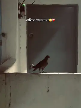🦋H K Q B W Y L🦋 কালিমা শাহাদাত…..!!🥺❤️‍🩹#black_screen_status🖤🥀 