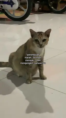 hhaahah pempuan
