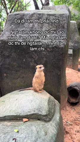 Nhớ nha #GreenCreator #Vinpearl #VinpearlGolf #VinWonders #WonderSummer2025 #dulich 