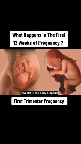 What's happens in the First 12 weeks of pregnancy?  #First12WeeksOfPregnancy  #FirstTrimesterPregnancy  #EarlyPregnancyDevelopment  #FetalGrowth  #PregnancySymptoms  #MorningSicknessRelief  #PregnancyHealthTips  #PregnancyNutrition  #PregnancyFitness  #FirstTrimesterMustHaves  #PregnancyJourney  #PregnancySupport  #newmomtobe 