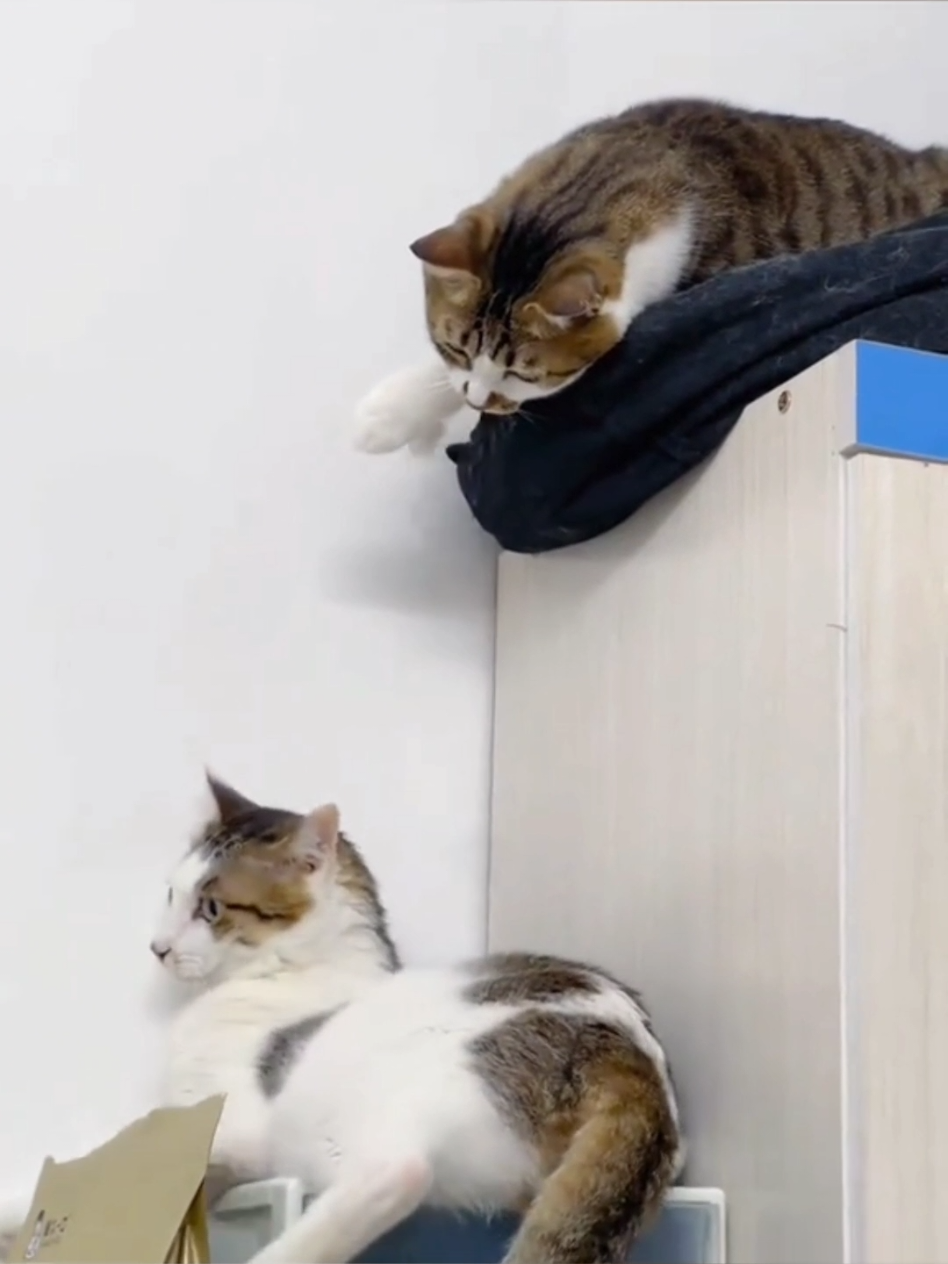 #cat #cute #catvideo #cutcat #funny #pet #funnyvideo #kitty #foryou  #keşfetbeniöneçıkar 