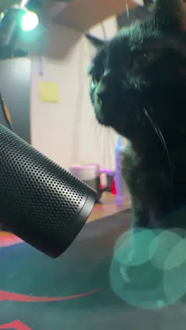Si 🗣️ #dúo #fyp #viral_video #viralditiktok #goviral #cat #foru #duo #grow #greenscreen #makeup #tiktokviral #fypp #edit #anime #illu #loveyou #VoiceEffects #video #explore 