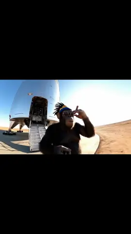 Rasta monkey go to moon #fyp #monkey #ai #jamaica