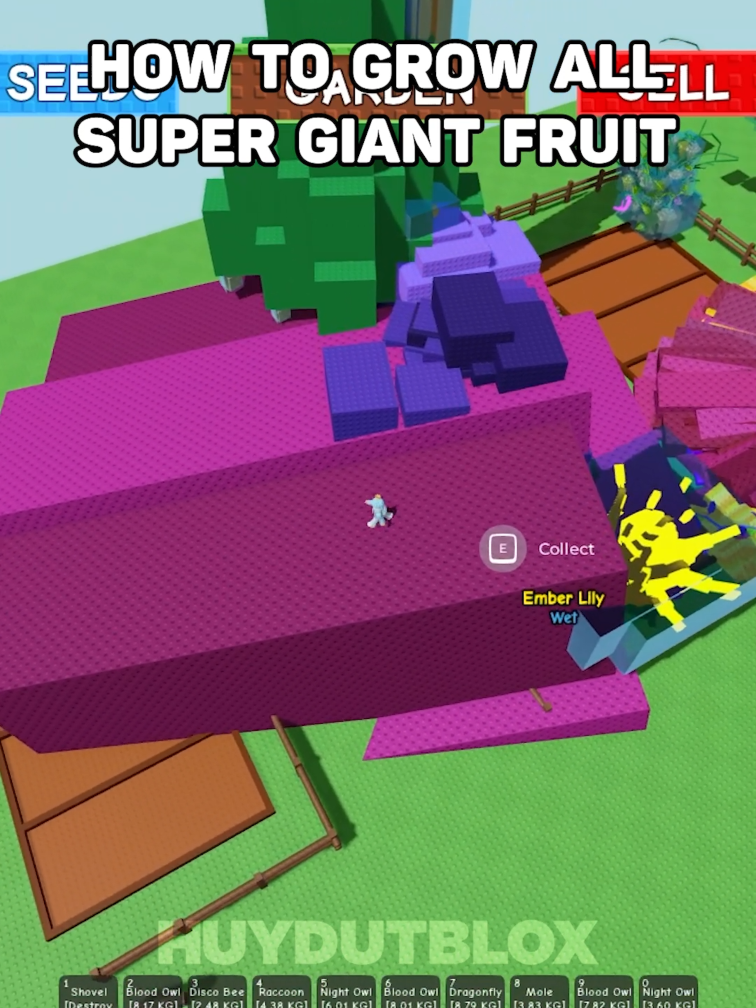 How To Grow All Super Giant Fruit #roblox #huydutblox #growagarden
