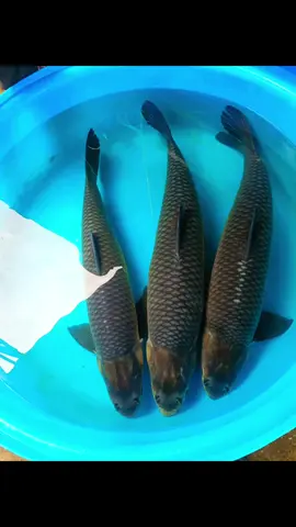 #trắmdenthahokoi #xuhuongtiktok #trắmđen zl 0971446783