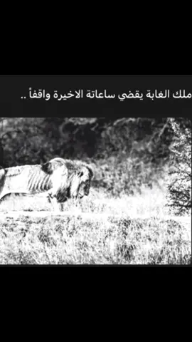 الشرعي #ستانس_براثيون #ستانيس_باراثيون #روبرت_باراثيون #قيم_اوف_ثرونز #ستارك #تارغيريان 