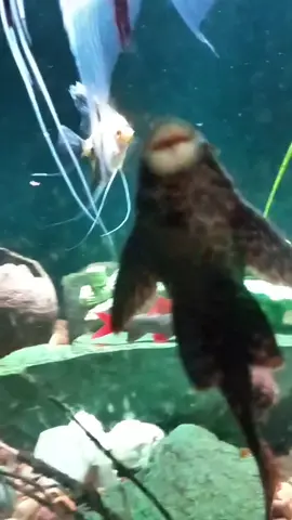 #fish #beatbox