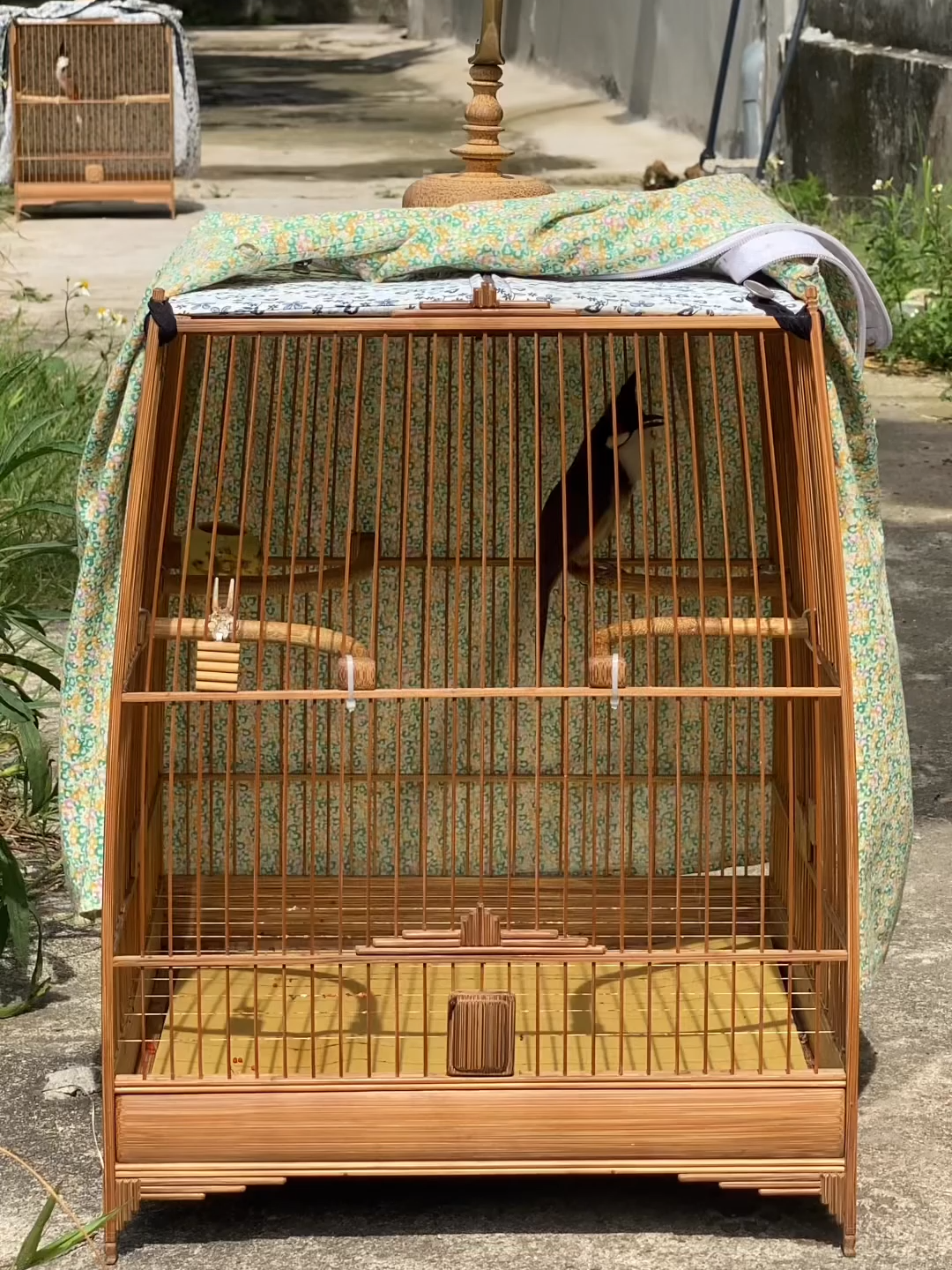 Chào mào lên giọng, cả xóm phải im lặng nghe! 🎤🔥 #chaomao##chimhot ##chaomaodau#viral2025 ##fyp